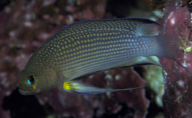  Manonichthys polynemus (Longfin Dottyback)